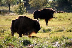 Killikus&reg; Fotographie